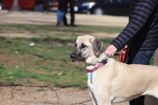 Tips For Walking Your Dog While Pregnant